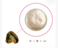 Classic Coin-Oyster