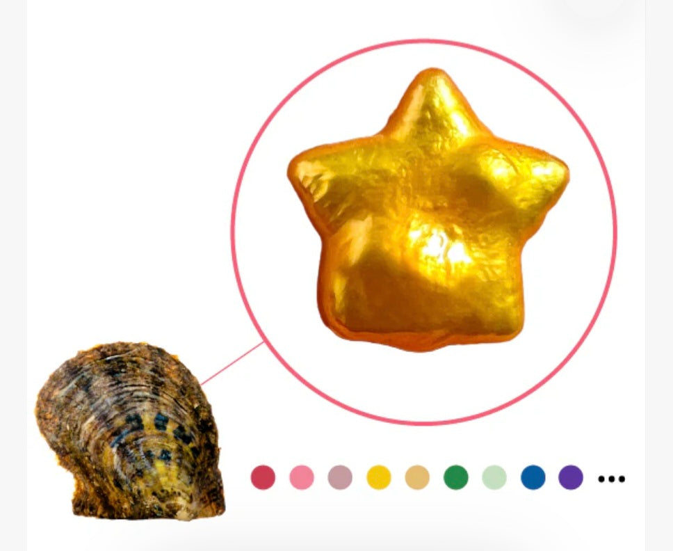 Colored Star-Oyster