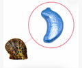Colored Moon-Oyster