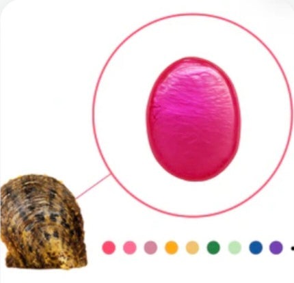 Colored Oval-Oyster