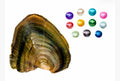 Colored Round-Oyster
