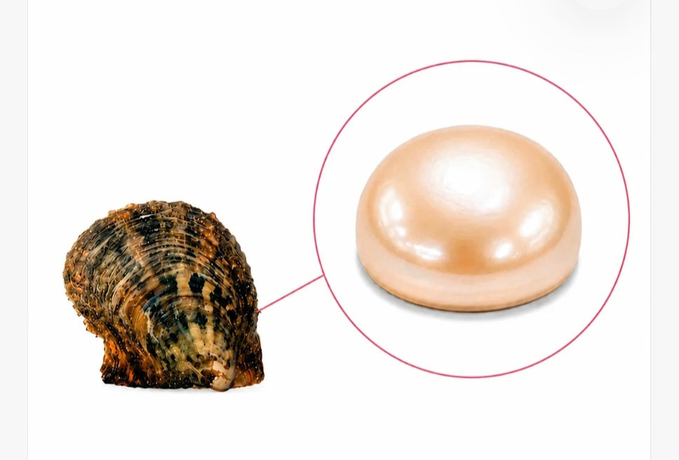 Classic Button-Reg. Oyster